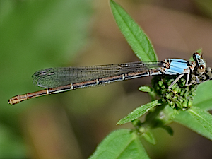 Powdered Dancer Female - Argia moesta